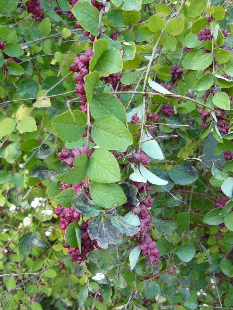 Symphoricarpus orbiculatus